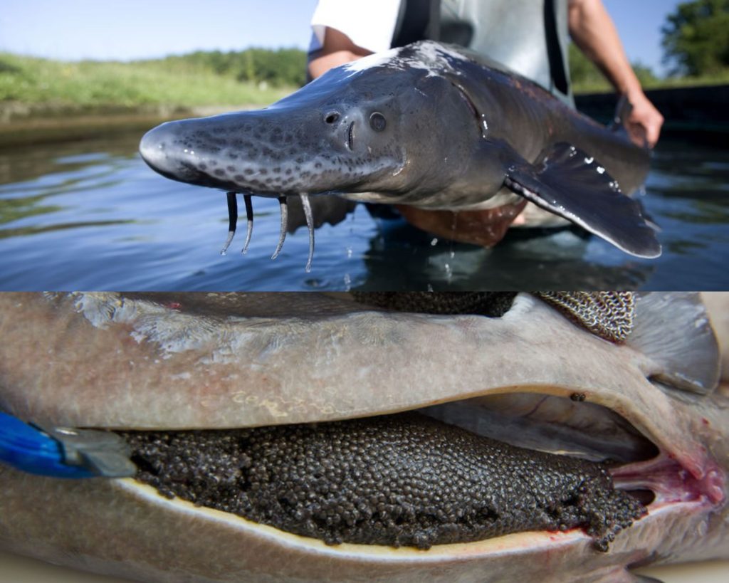 Esturgeon fish and eggs